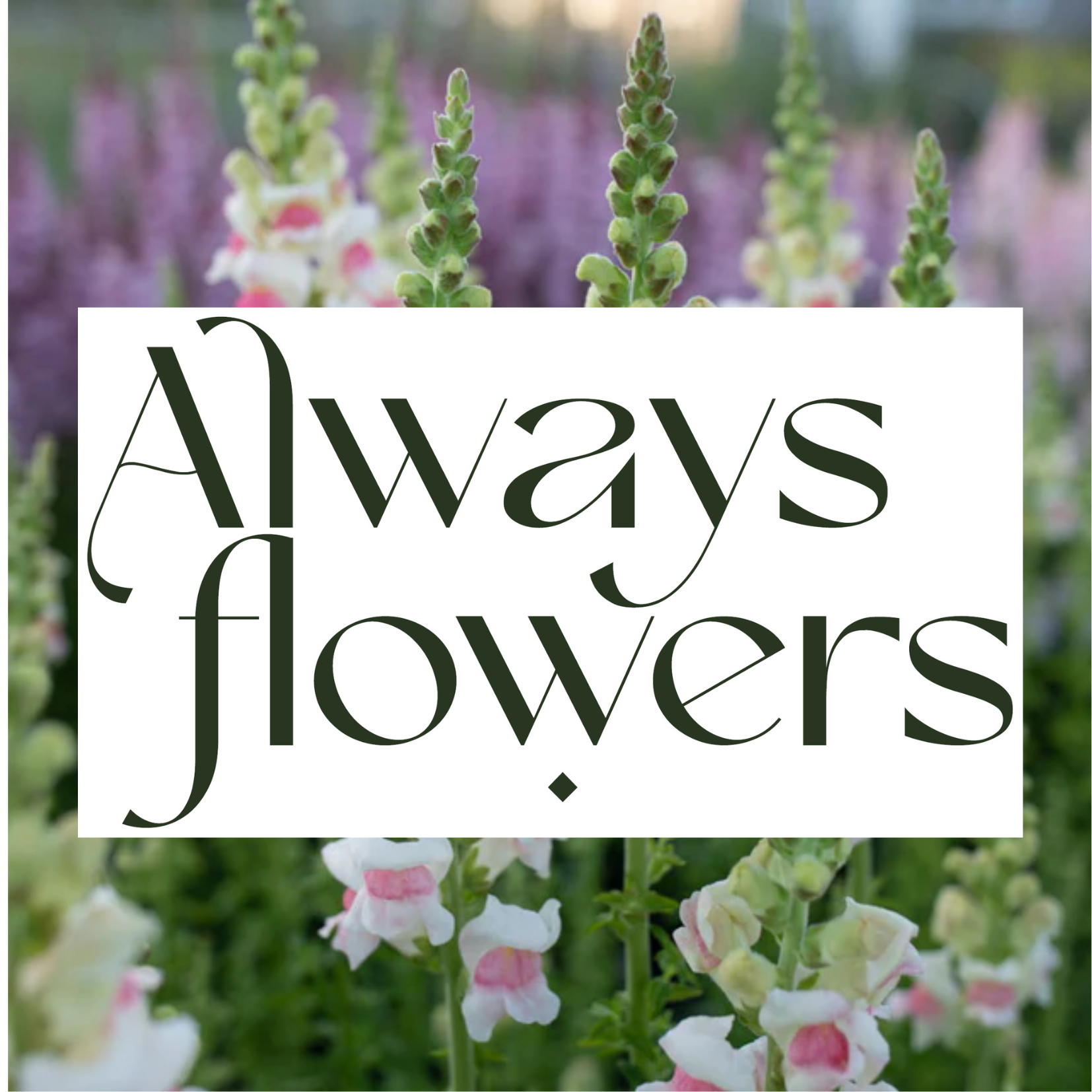 Always Flowers