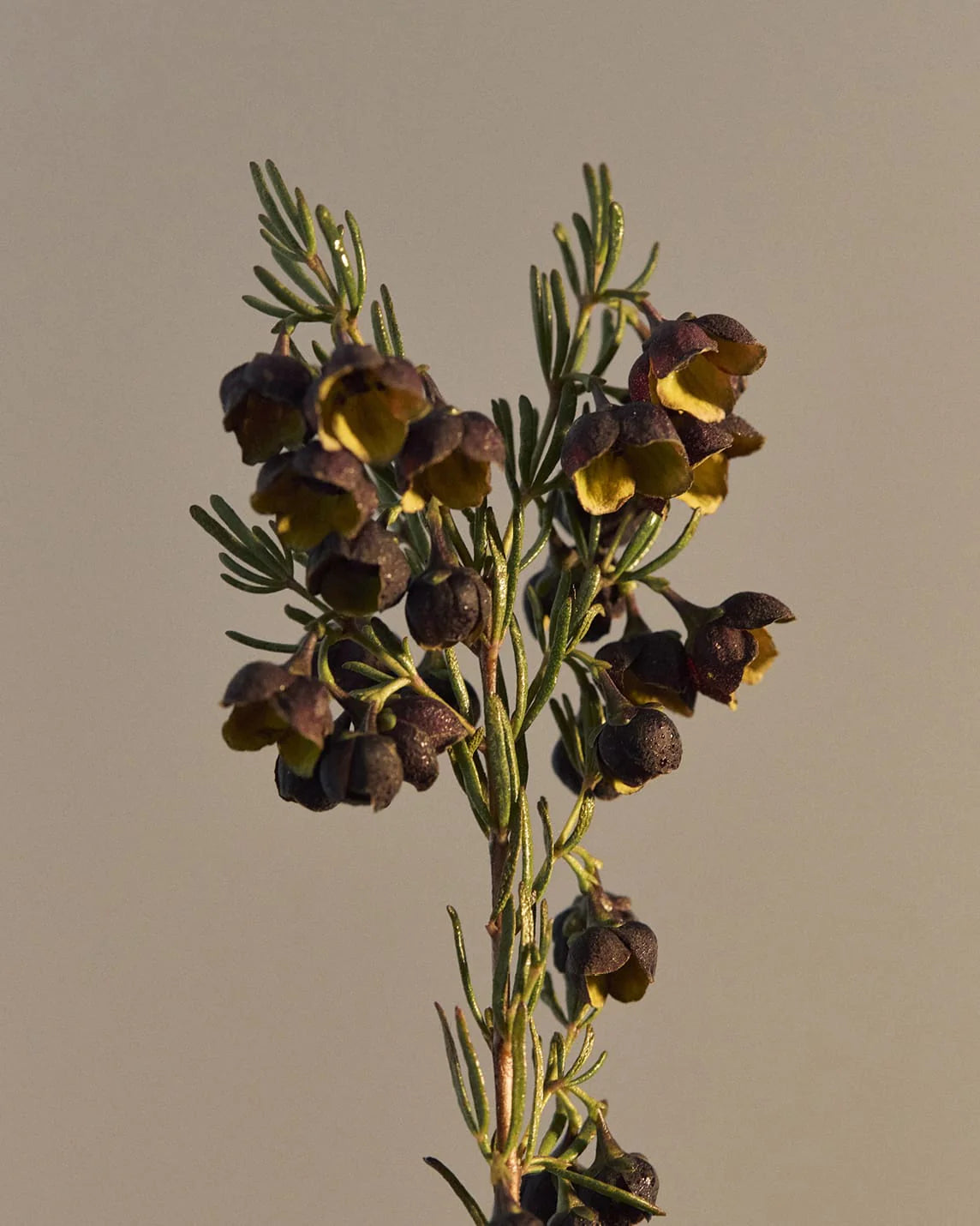 Leif, Boronia Hand Wash