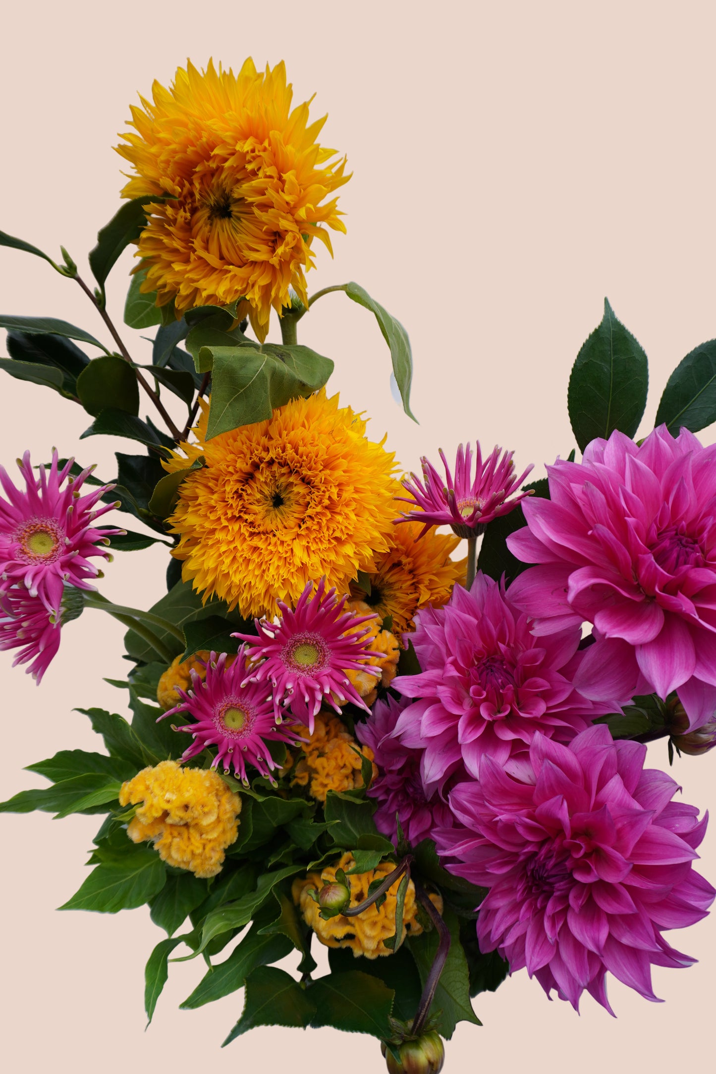 Classic Colour Crush