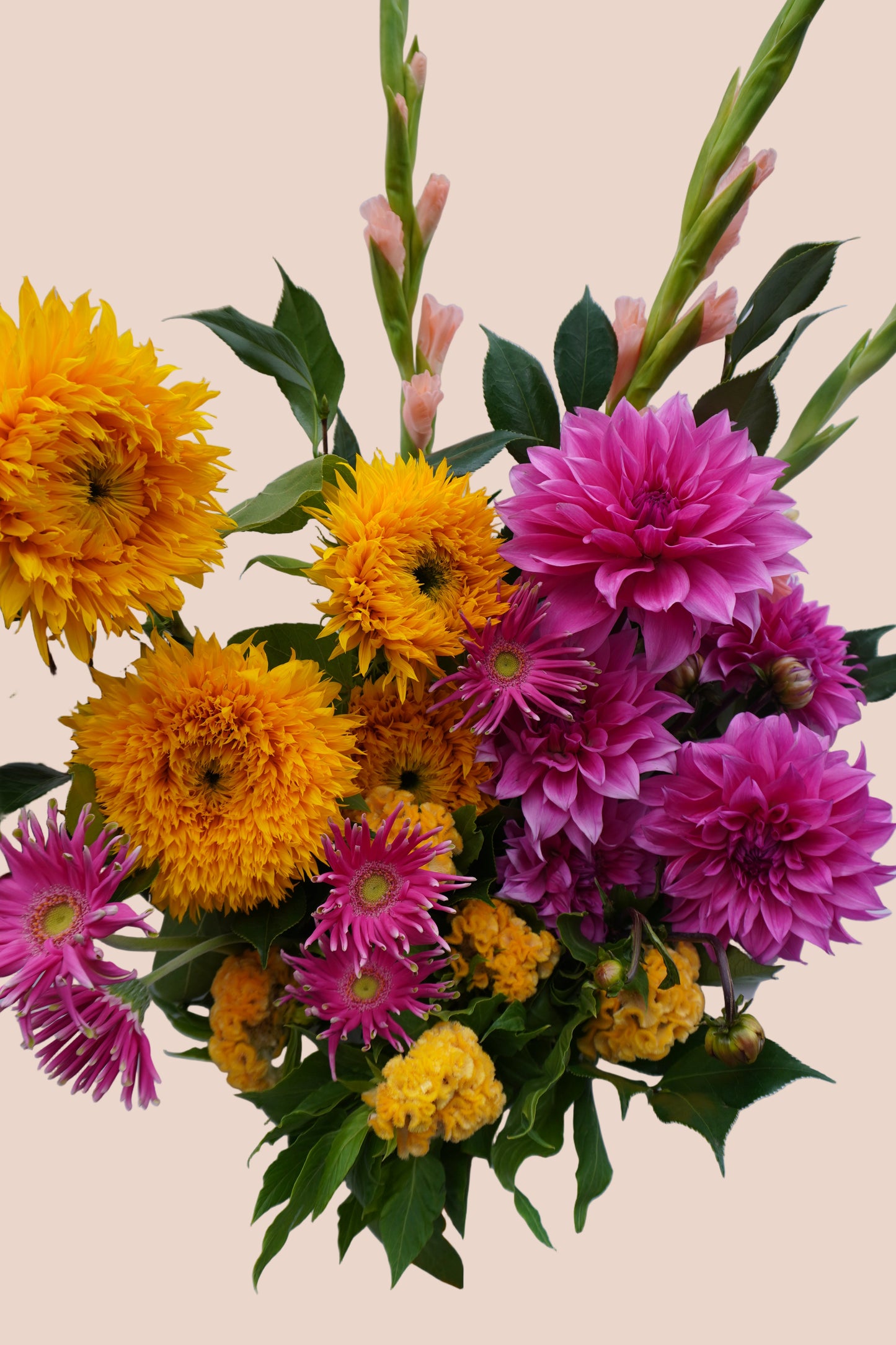 Abundant Colour Crush