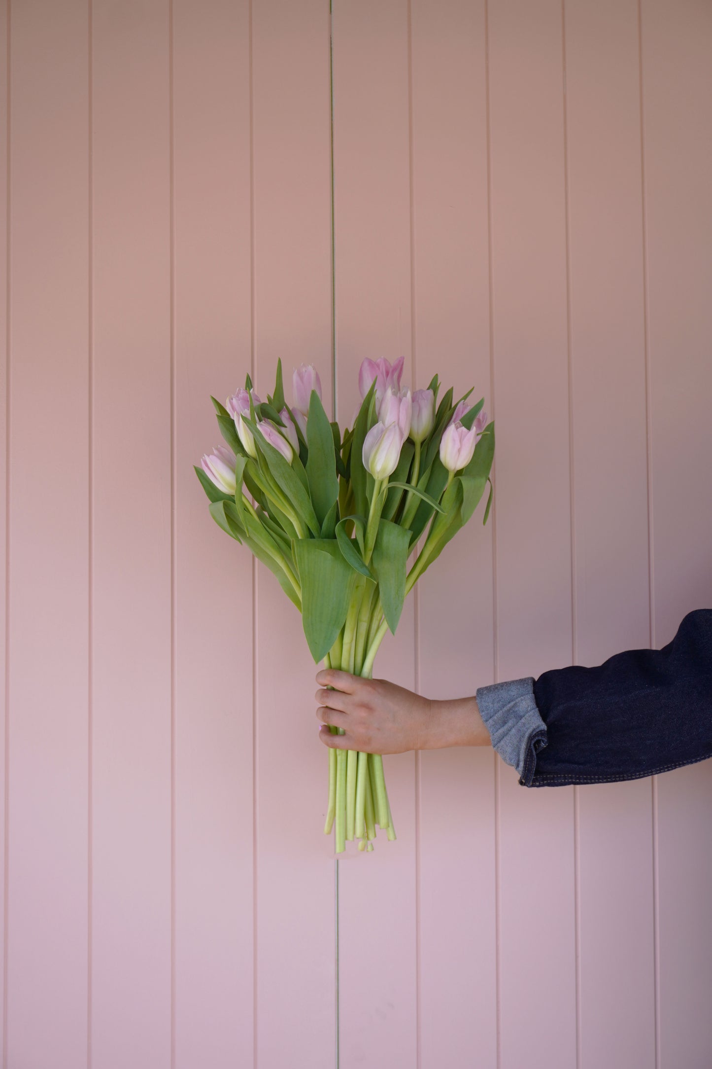 Tulips En Masse