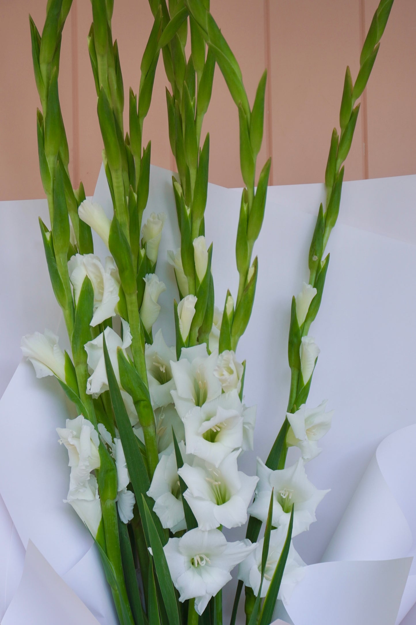 Gladioli En Masse
