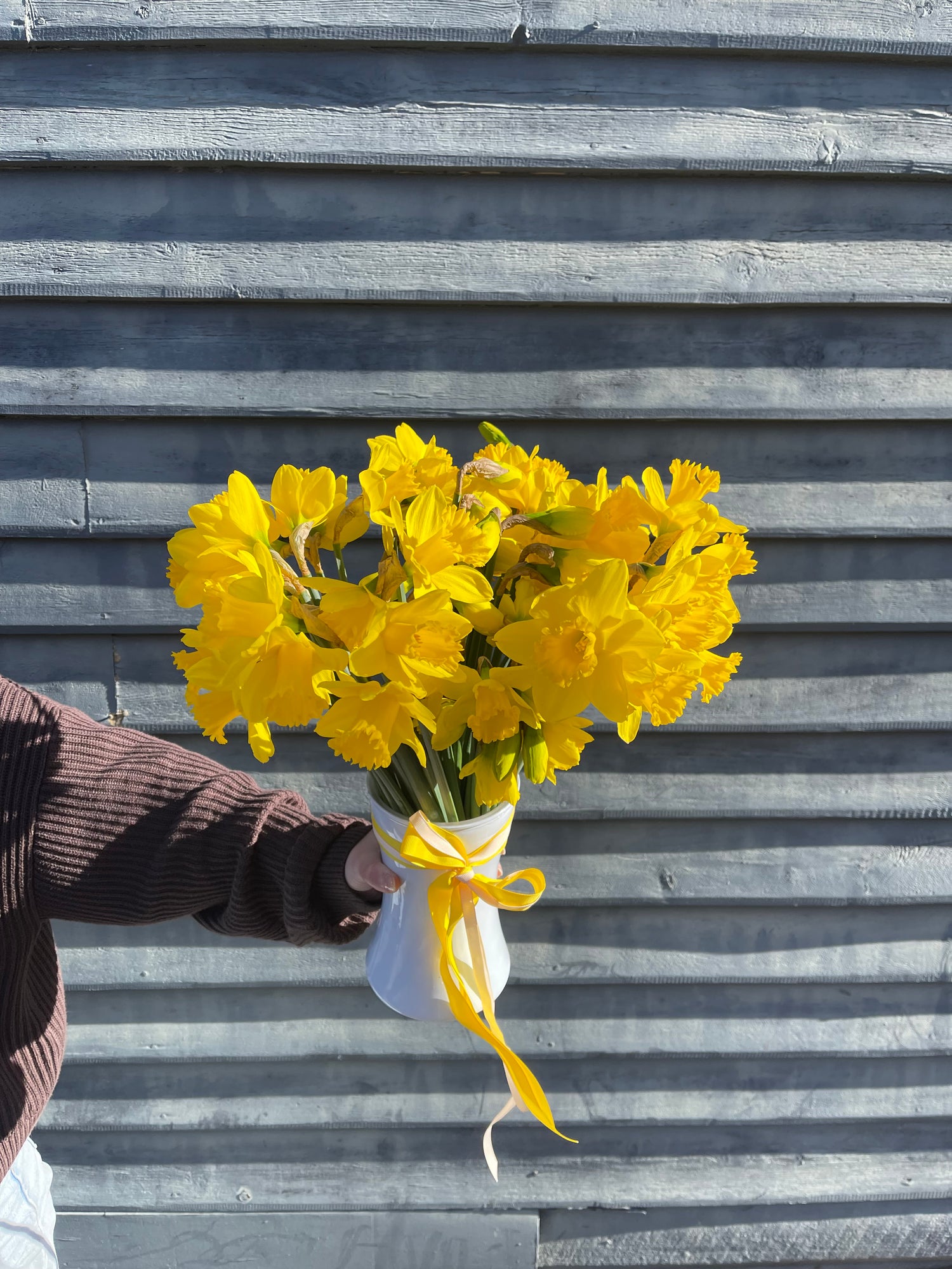 Daffodil Daydreams