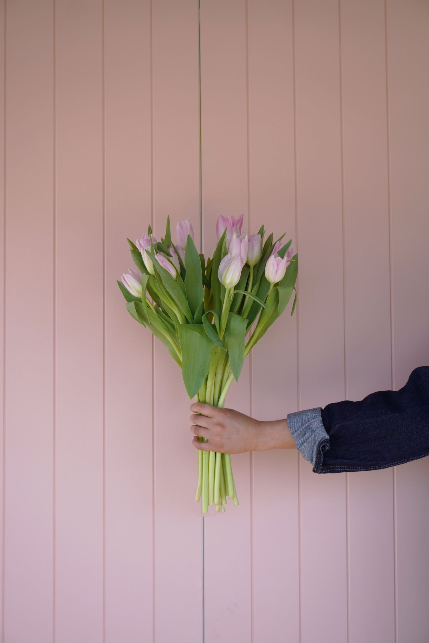 Tulips
