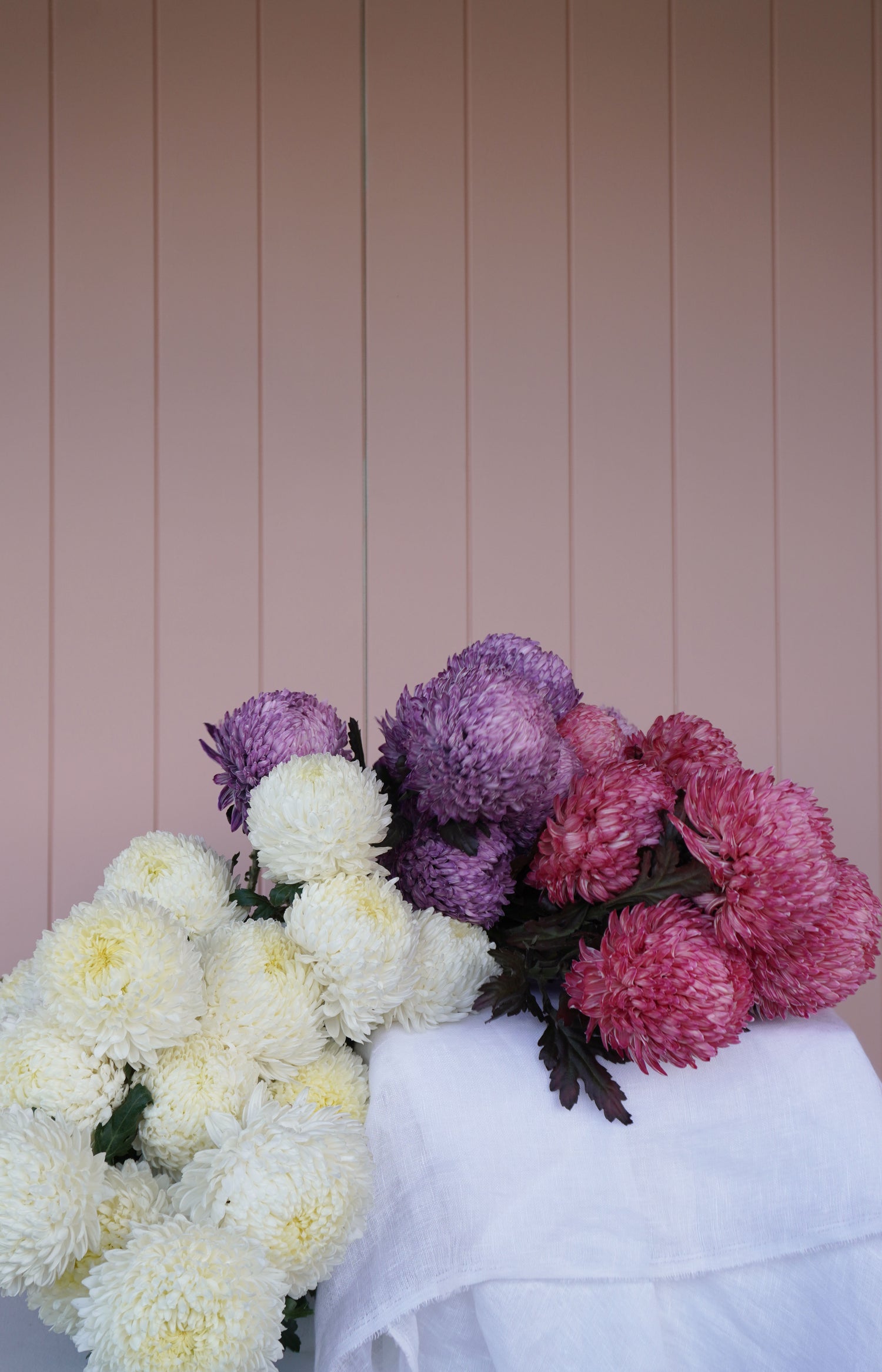 Chrysanthemums