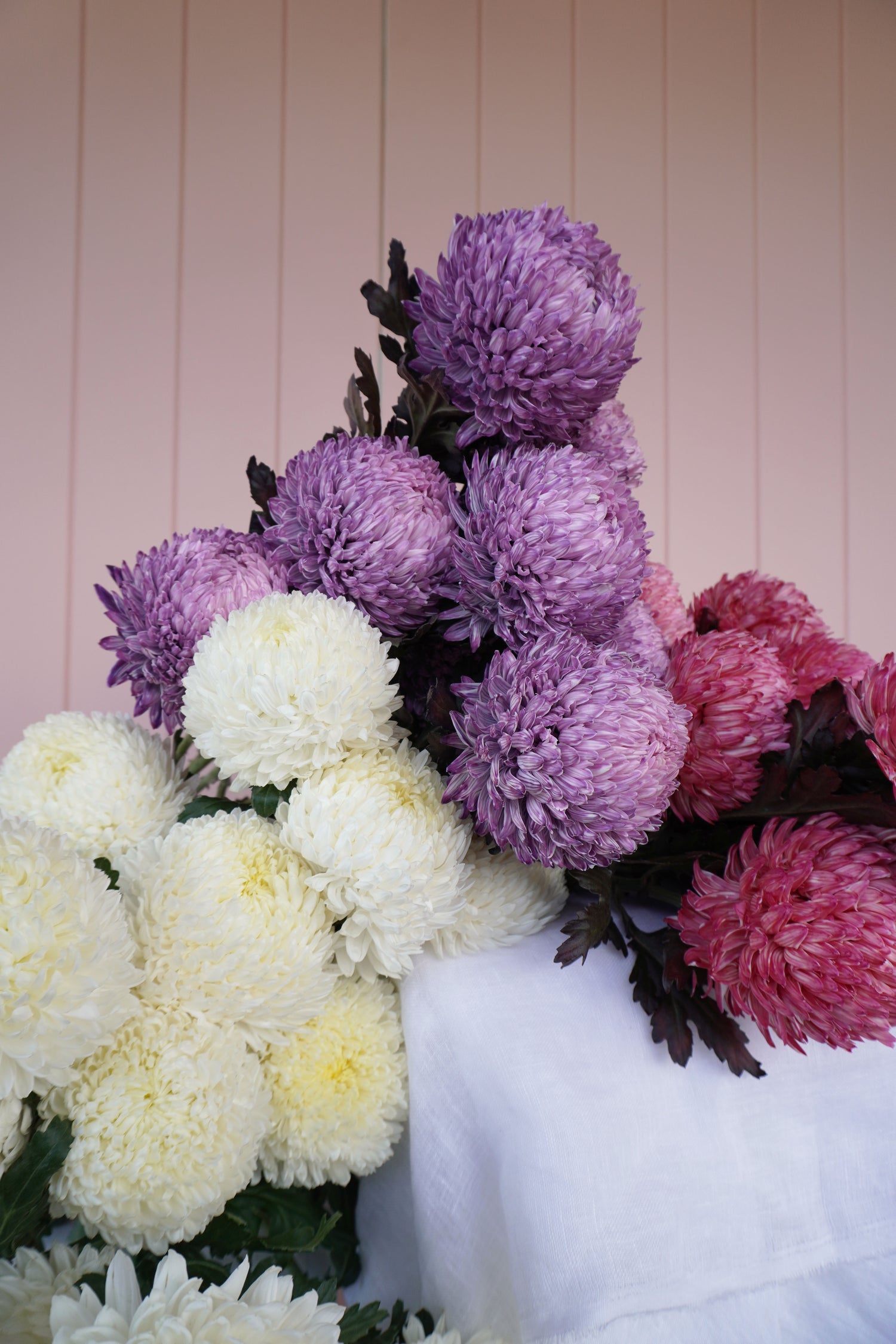Chrysanthemums