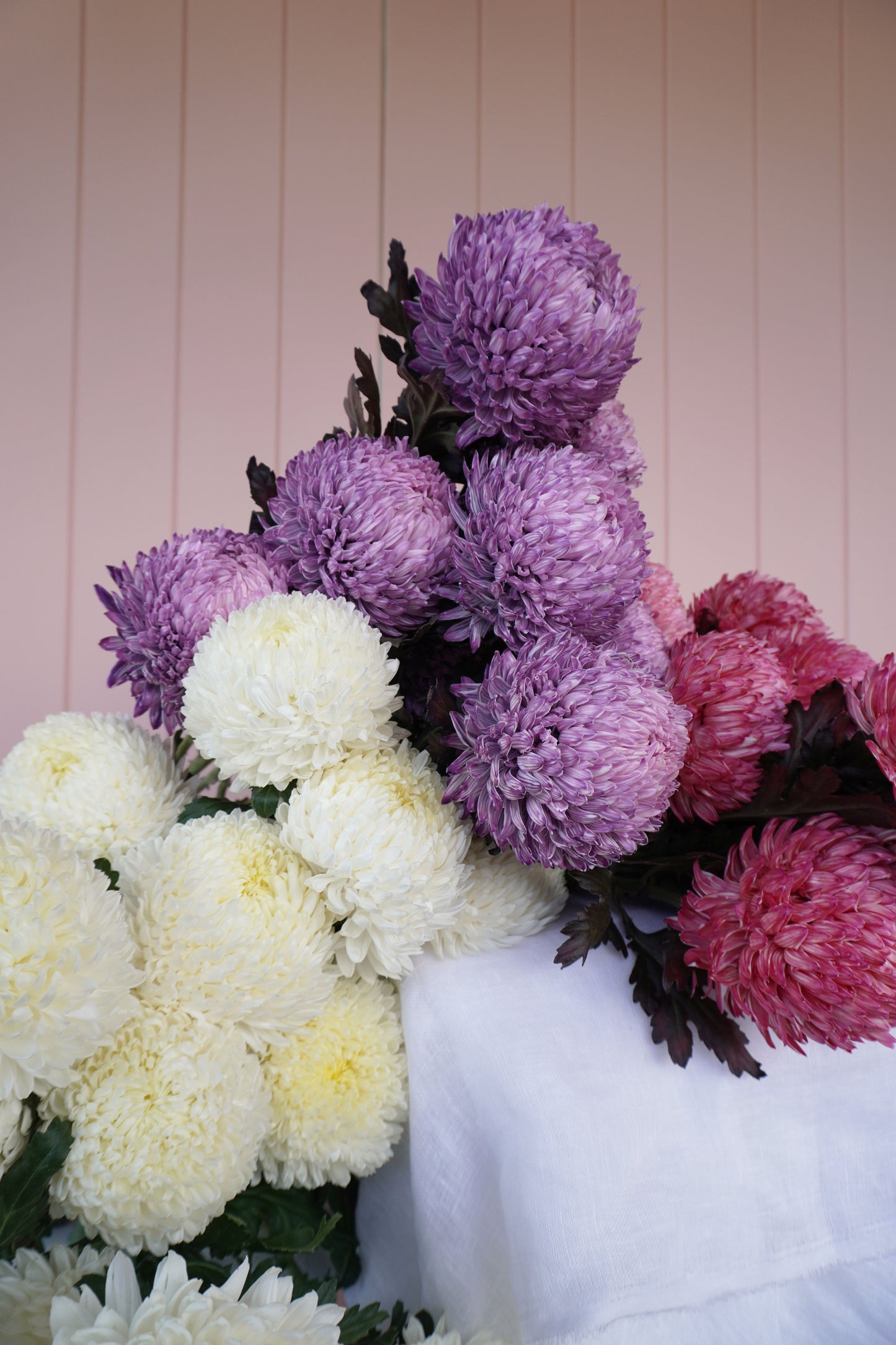 Chrysanthemums