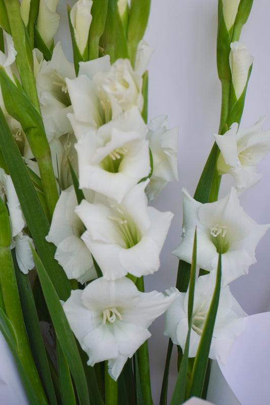 Gladioli En Masse
