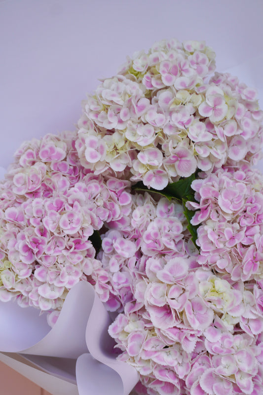 Hydrangea En Masse