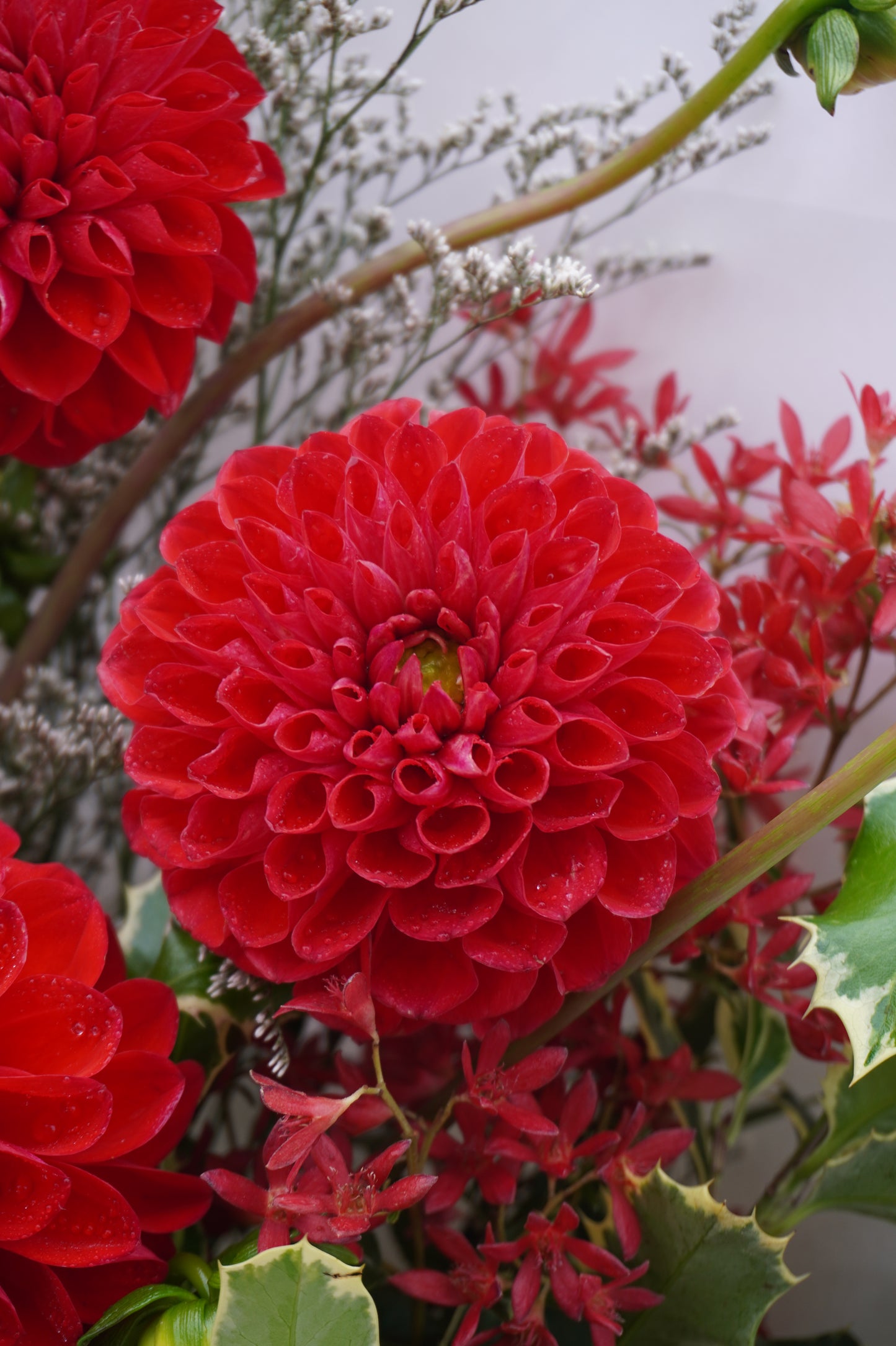 Candy Cane Christmas - Small