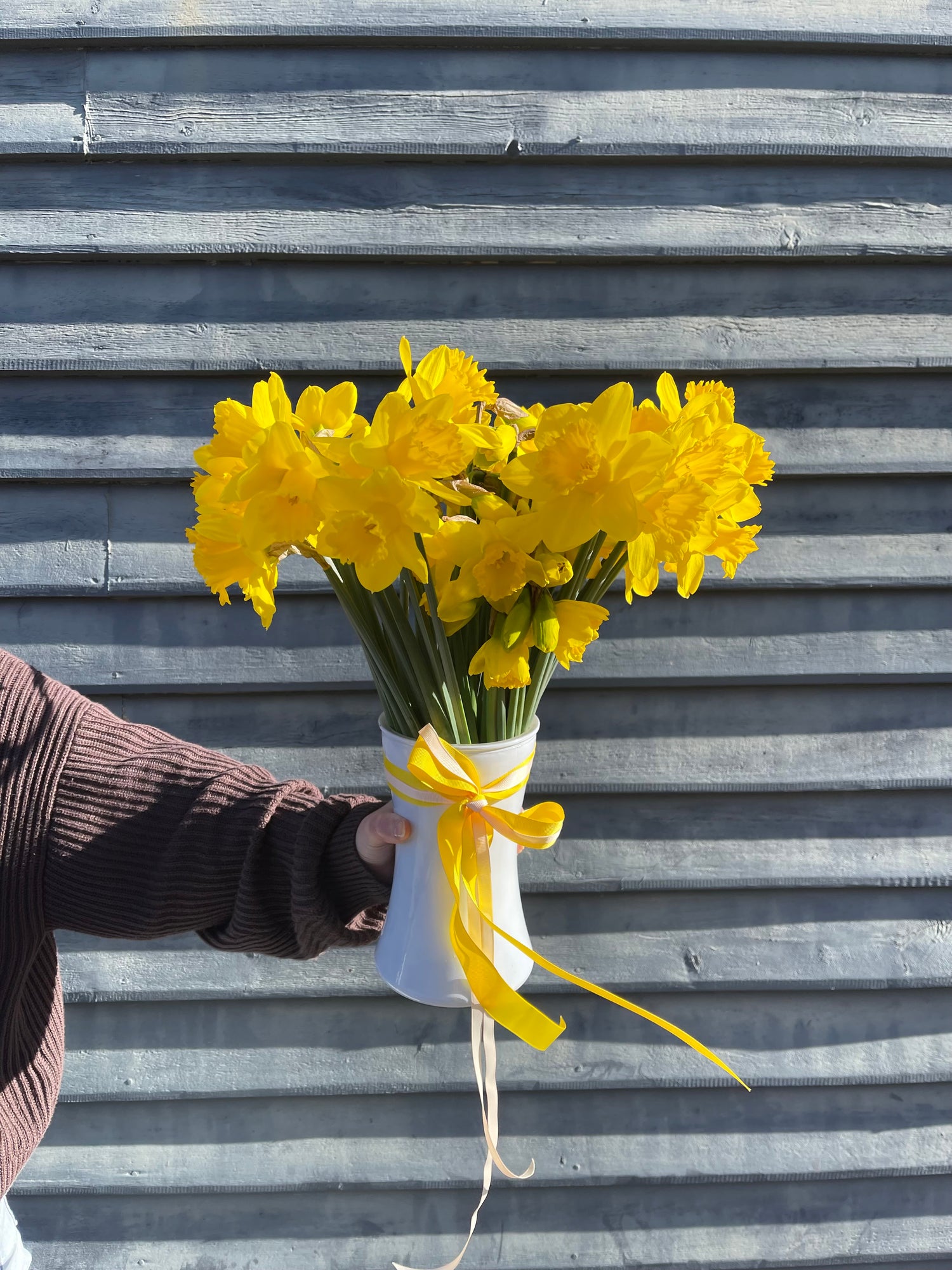 Daffodil Daydreams