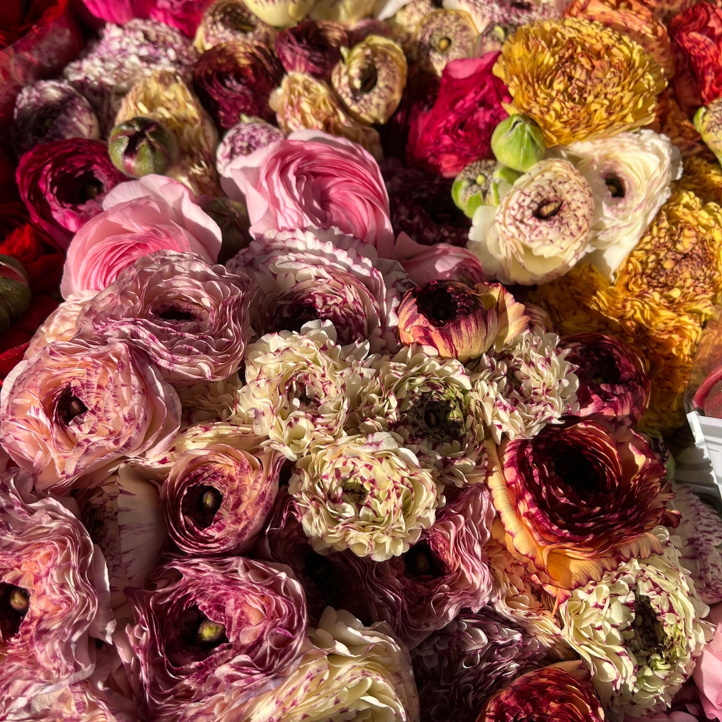 Ranunculus En Masse