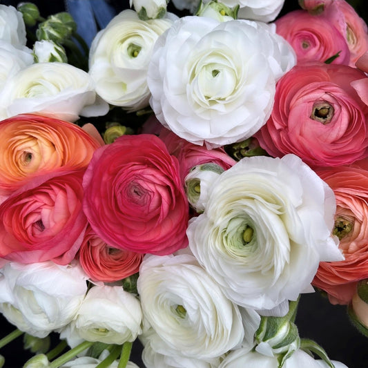 Ranunculus En Masse